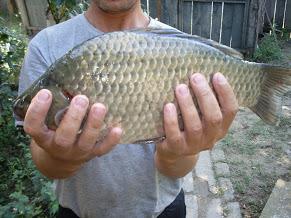 pescuit la dunare - sdc10966.JPG